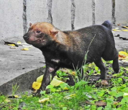 Puppies dogs rare shrub was born in the Moscow zoo Puppies dogs rare shrub was born in the Moscow zoo