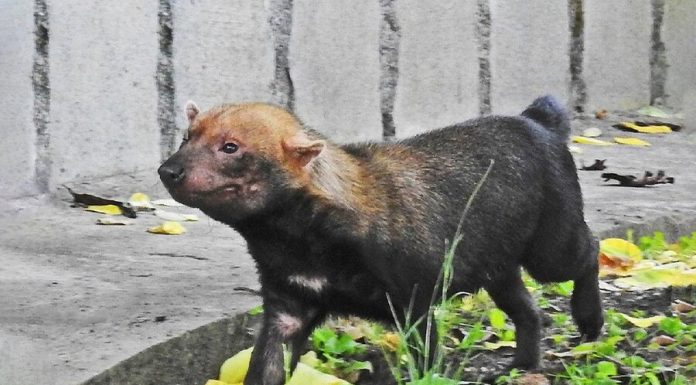 Puppies dogs rare shrub was born in the Moscow zoo