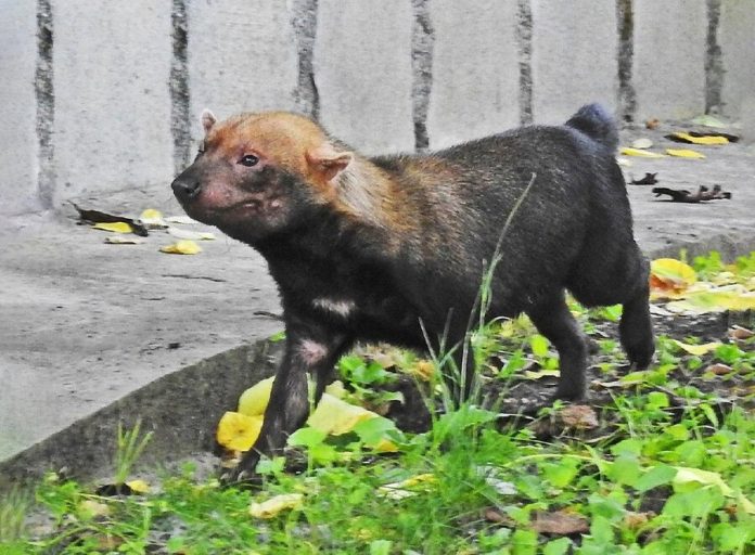 Puppies dogs rare shrub was born in the Moscow zoo