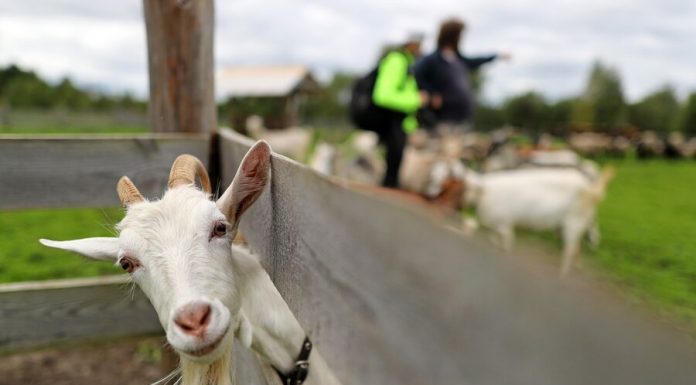 Russian farmers are advised to go to the goat