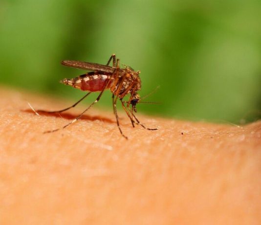 Scientist reported the possible disappearance of mosquitoes due to warm winter Scientist reported the possible disappearance of mosquitoes due to warm winter