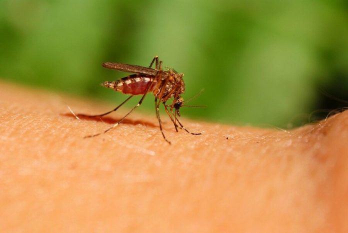 Scientist reported the possible disappearance of mosquitoes due to warm winter