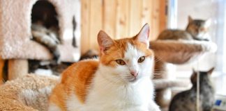 The breeding of dogs and cats in Russia proposed to limit