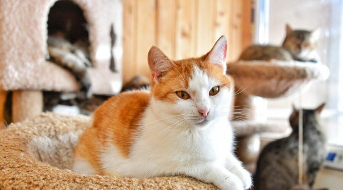 The breeding of dogs and cats in Russia proposed to limit