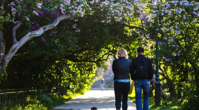 The Russians promised mild summer after the anomalous winter