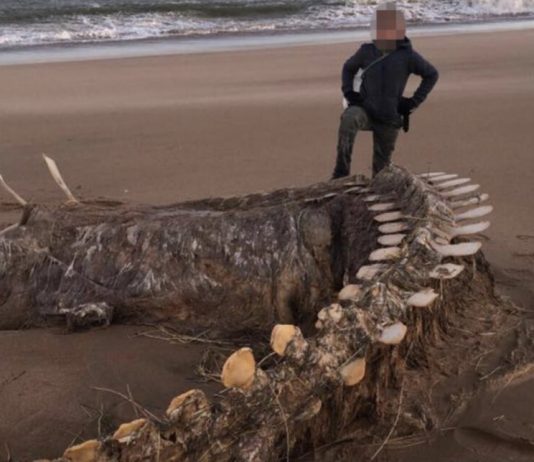 The skeleton of a mysterious creature washed up on the coast of Scotland The skeleton of a mysterious creature washed up on the coast of Scotland