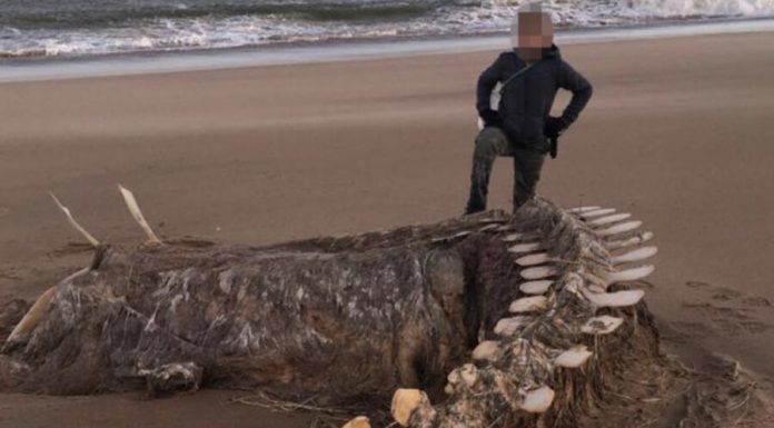 The skeleton of a mysterious creature washed up on the coast of Scotland The skeleton of a mysterious creature washed up on the coast of Scotland