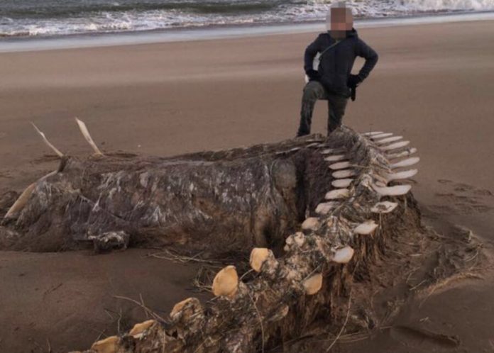 The skeleton of a mysterious creature washed up on the coast of Scotland