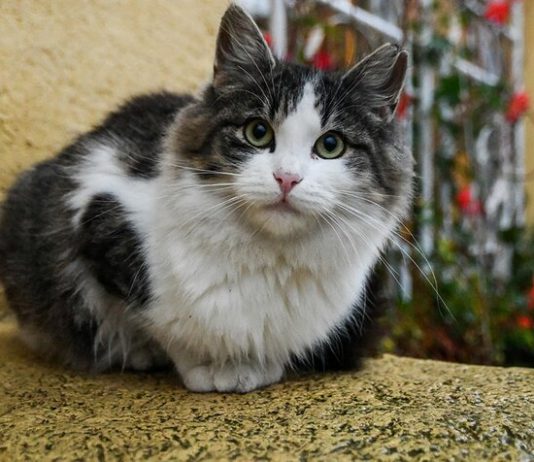 The vets told how often ill animals in the capital