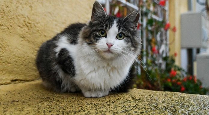 The vets told how often ill animals in the capital The vets told how often ill animals in the capital