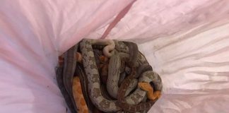 Unknown thrown into the street pillowcases with dozens of snakes in Britain