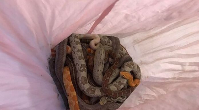 Unknown thrown into the street pillowcases with dozens of snakes in Britain