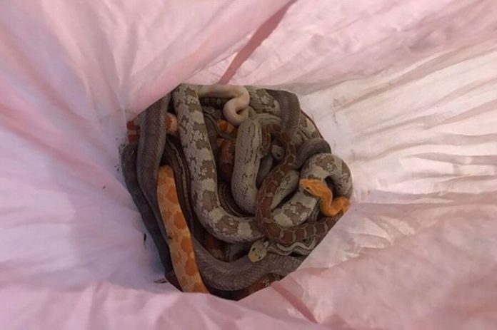 Unknown thrown into the street pillowcases with dozens of snakes in Britain