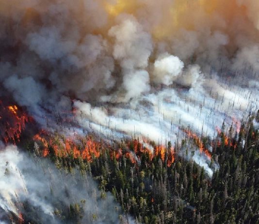 19 firefighters became victims of forest fire in China 19 firefighters became victims of forest fire in China