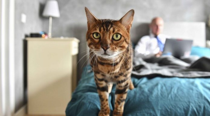 A virologist has denied the opinion about the possibility of infection of the coronavirus Pets