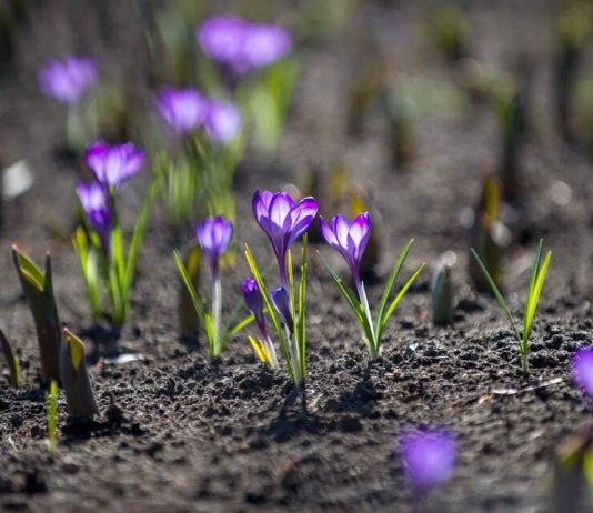 Crocuses, anemone Ranunculaceae and wolf bark bloom in the capital ahead of time