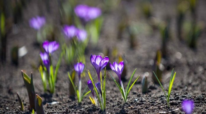 Crocuses, anemone Ranunculaceae and wolf bark bloom in the capital ahead of time