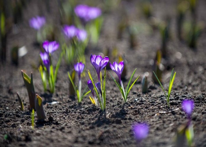 Crocuses, anemone Ranunculaceae and wolf bark bloom in the capital ahead of time