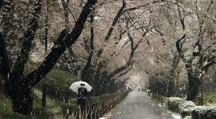For the first time in 10 years in Tokyo it started to snow in late March
