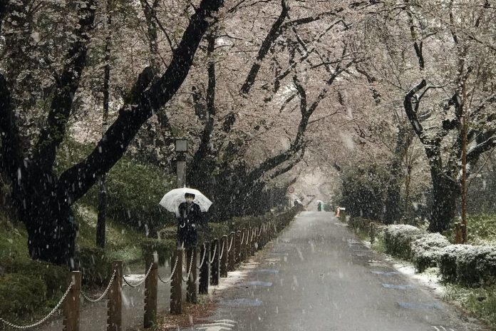 For the first time in 10 years in Tokyo it started to snow in late March