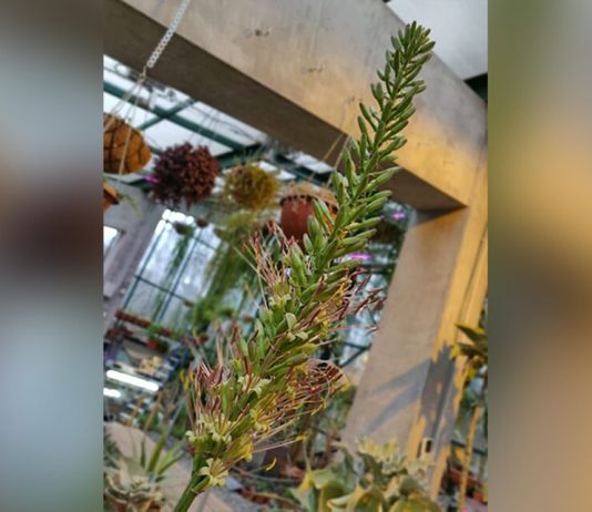 In the "Aptekarsky ogorod" blooming of the American agave