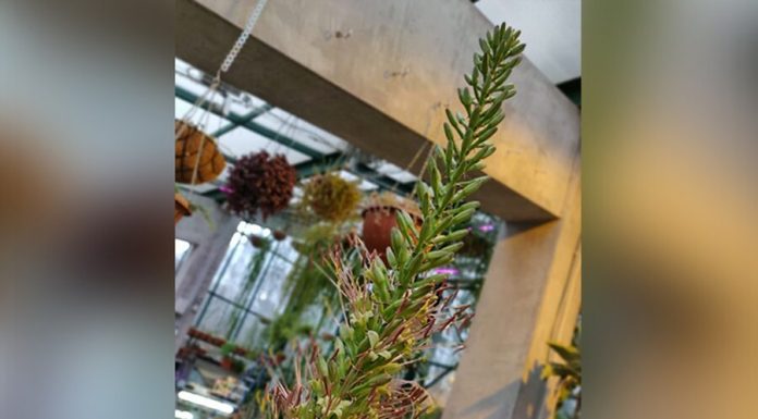 In the "Aptekarsky ogorod" blooming of the American agave