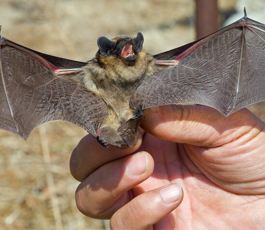 In the state Duma called populism the proposal to ban eat bats In the state Duma called populism the proposal to ban eat bats