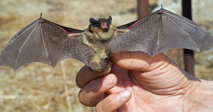 In the state Duma called populism the proposal to ban eat bats