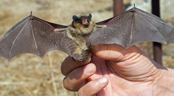 In the state Duma called populism the proposal to ban eat bats In the state Duma called populism the proposal to ban eat bats