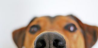 In the UK dogs are trained to sniff out coronavirus