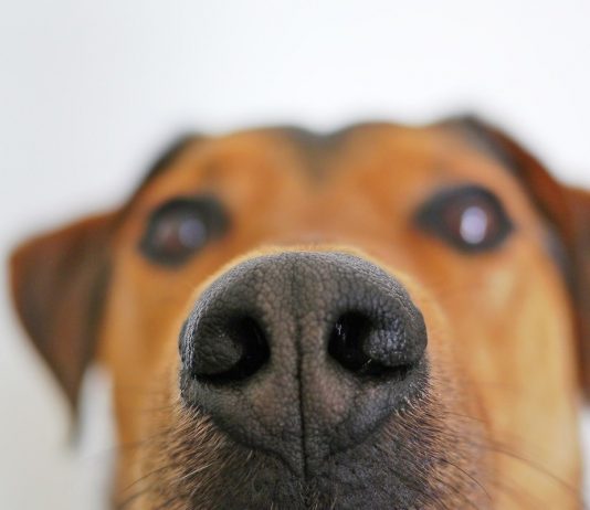 In the UK dogs are trained to sniff out coronavirus