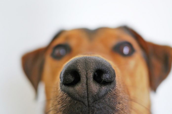 In the UK dogs are trained to sniff out coronavirus