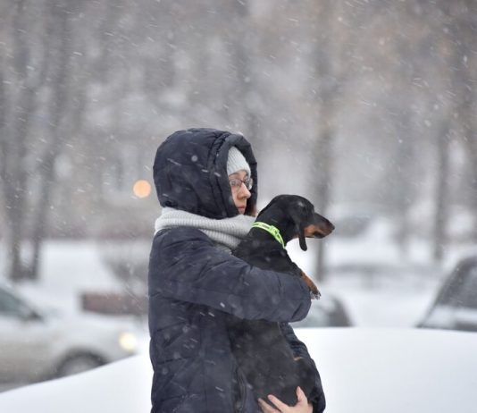 Muscovites began to take animals to rent for walking during isolation