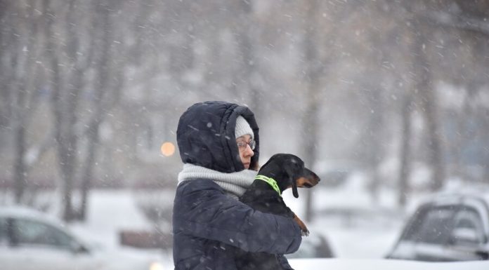 Muscovites began to take animals to rent for walking during isolation