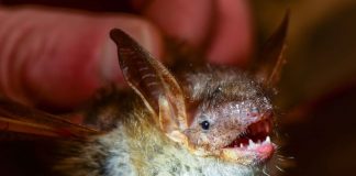 Russia has proposed a ban on eating bats