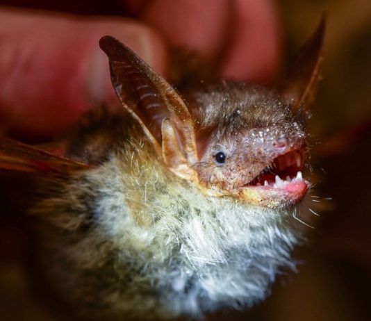Russia has proposed a ban on eating bats Russia has proposed a ban on eating bats