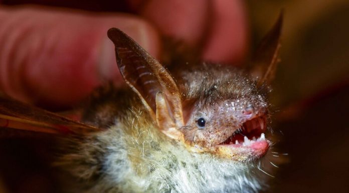 Russia has proposed a ban on eating bats