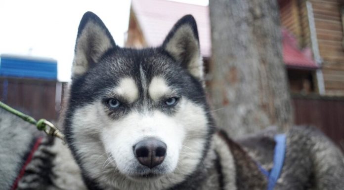 Scientists told about the dangers of coronavirus for animals Scientists told about the dangers of coronavirus for animals