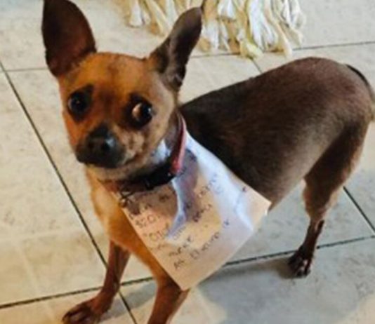 The Mexican on the isolation sent to the store for chips the dog The Mexican on the isolation sent to the store for chips the dog
