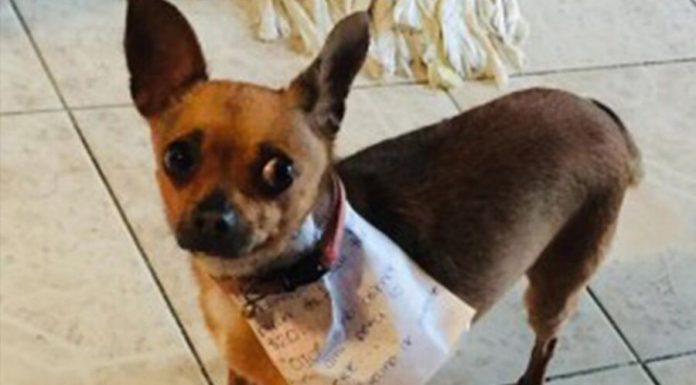 The Mexican on the isolation sent to the store for chips the dog