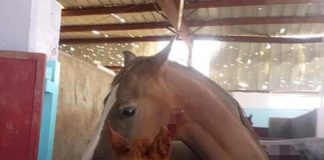 The Saudis strike destroyed in Yemen nursery Arabian horses
