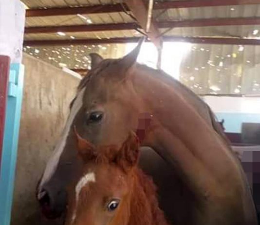 The Saudis strike destroyed in Yemen nursery Arabian horses The Saudis strike destroyed in Yemen nursery Arabian horses