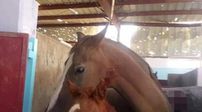 The Saudis strike destroyed in Yemen nursery Arabian horses The Saudis strike destroyed in Yemen nursery Arabian horses