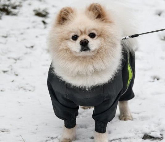 The vet warned of the danger to the animal when the rental