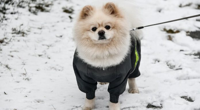 The vet warned of the danger to the animal when the rental The vet warned of the danger to the animal when the rental