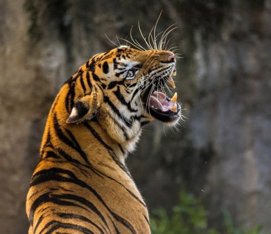 Tiger Mike Tyson bit off a woman's hand