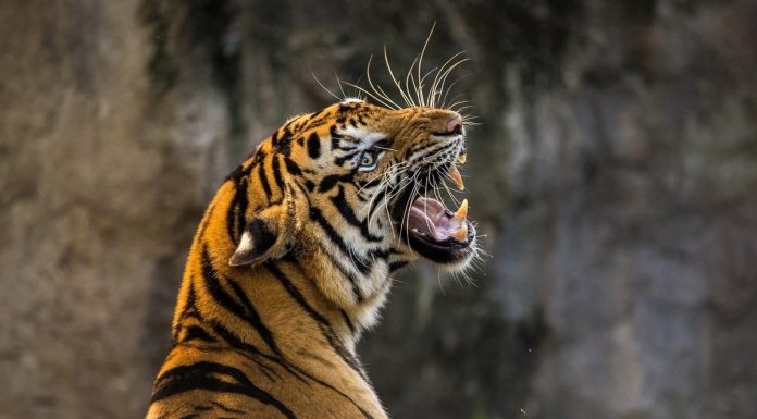 Tiger Mike Tyson bit off a woman's hand