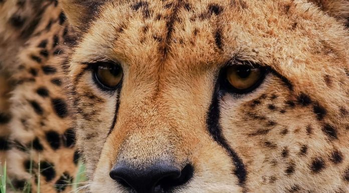 A large matrix and audiozoom: what can new smartphones A large matrix and audiozoom: what can new smartphones