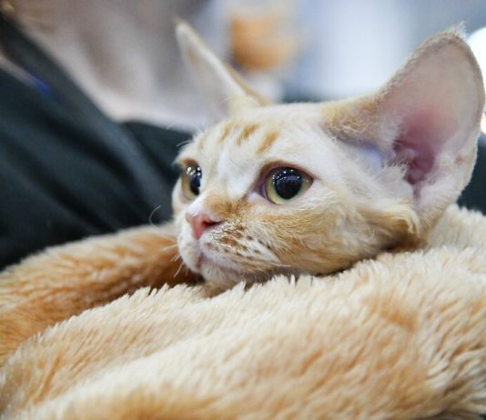 Became known the most vulnerable to coronavirus animal