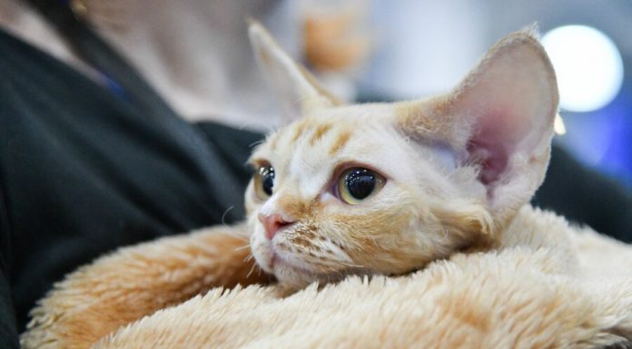 Became known the most vulnerable to coronavirus animal